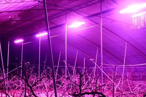 大棚種植戶的福音！